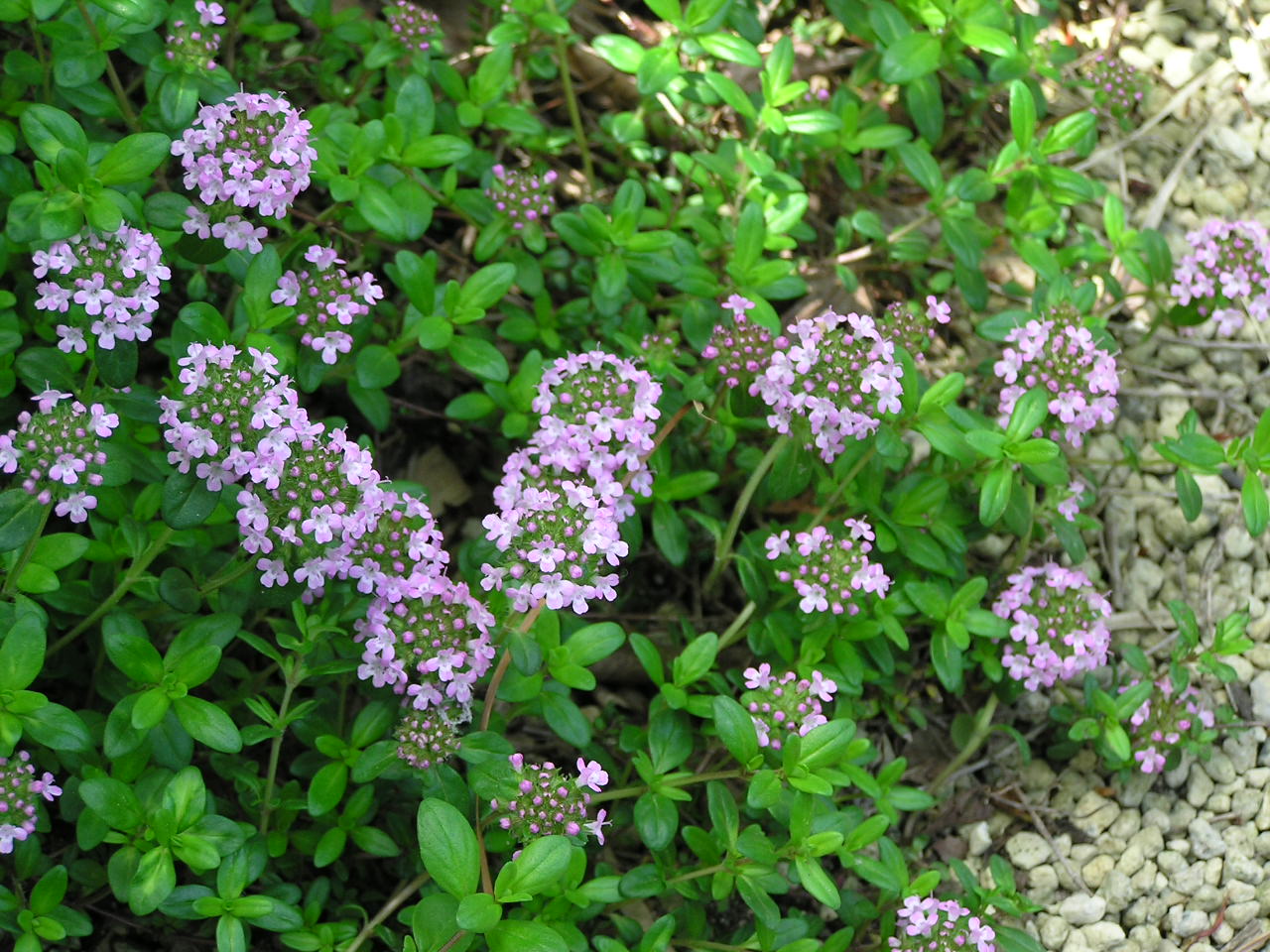 おすすめの植物 グランドカバー