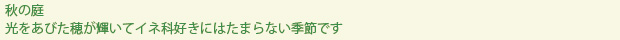 spring-text