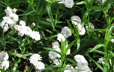 akirea.jpg