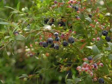 bilberry.jpg