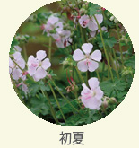 earlysummer
