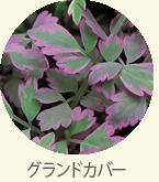 groundcover