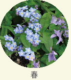flower_spring