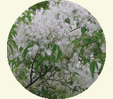 aodamo