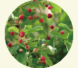juneberry