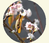 juugatuzakura